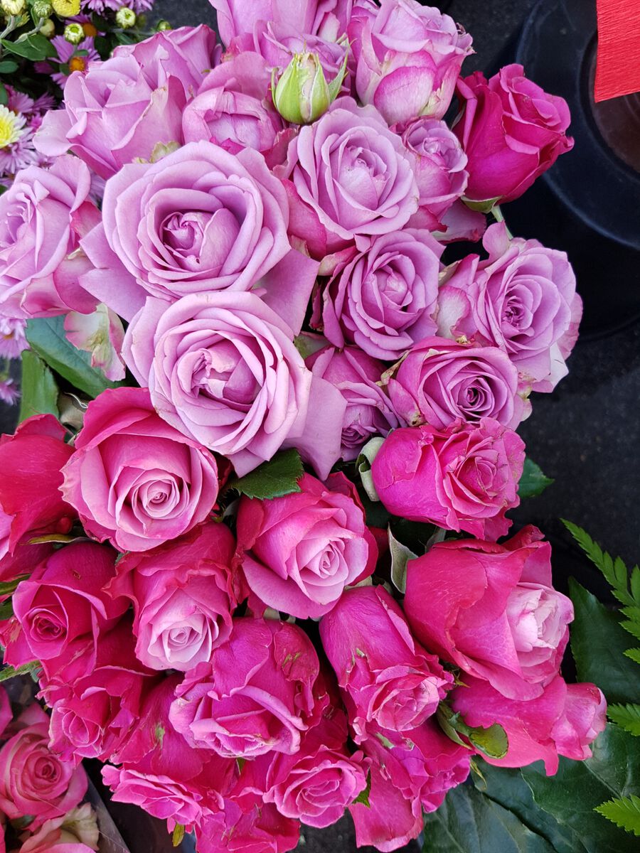 Vienna Beauty of Flowers Around the World Travel Photo Series The