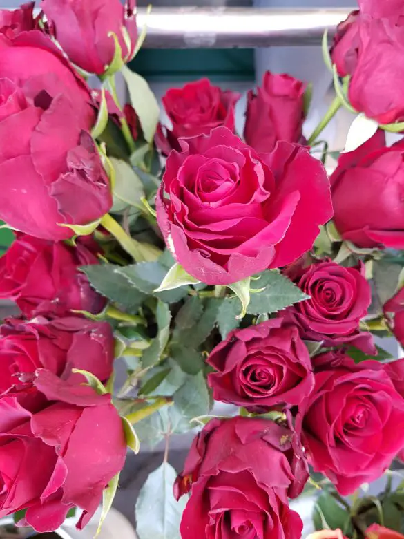 Vienna Beauty of Flowers Around the World Travel Photo Series The