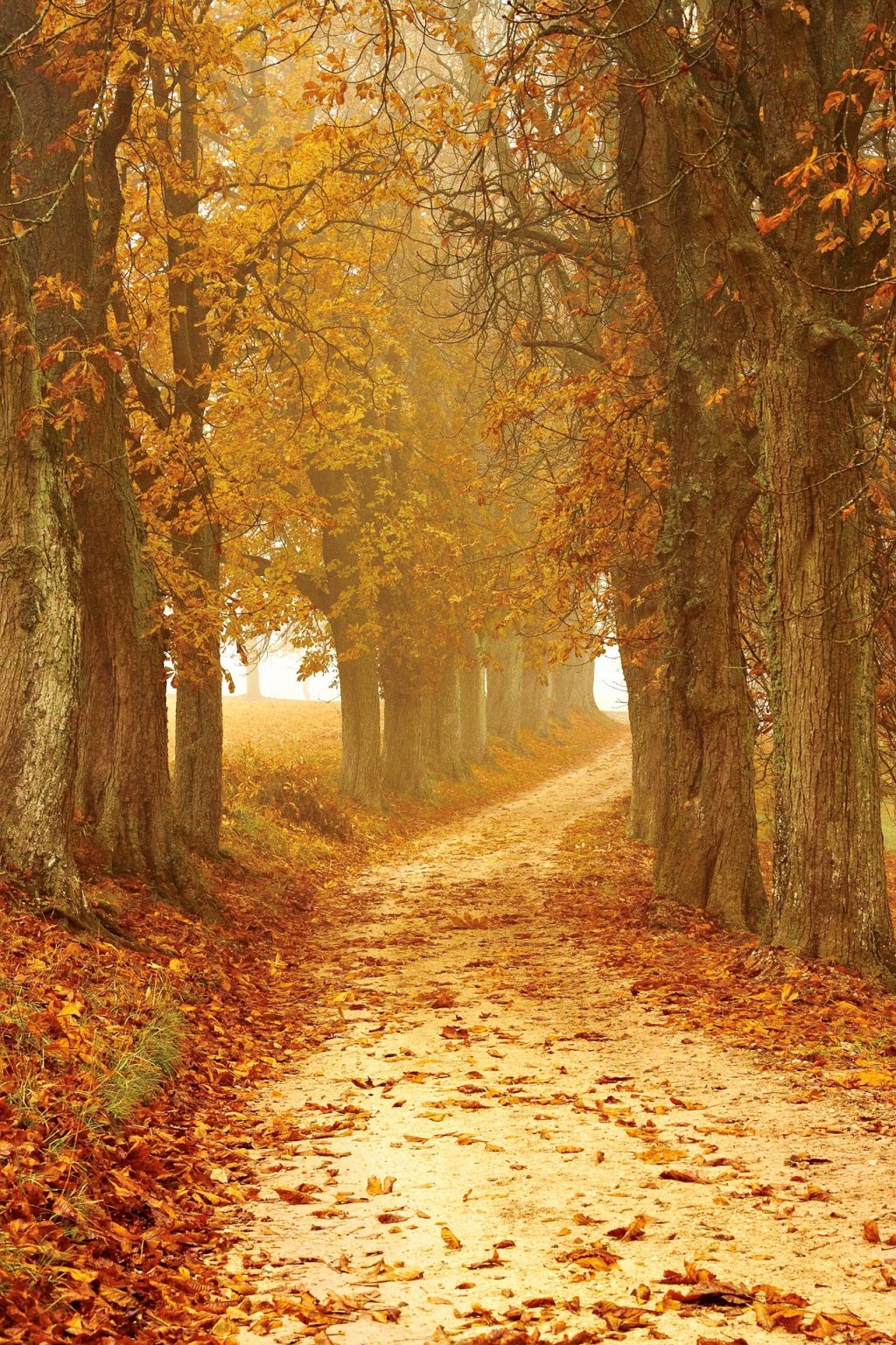 Autumn_photographytips