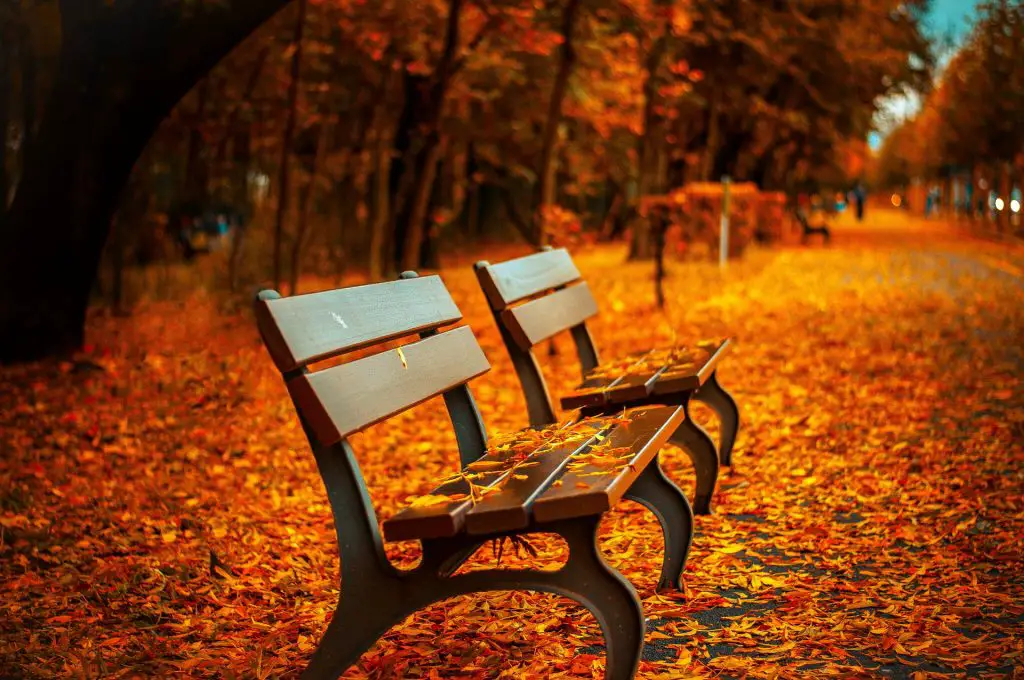 Autumn_photographytips