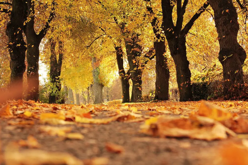 Autumn_photographytips