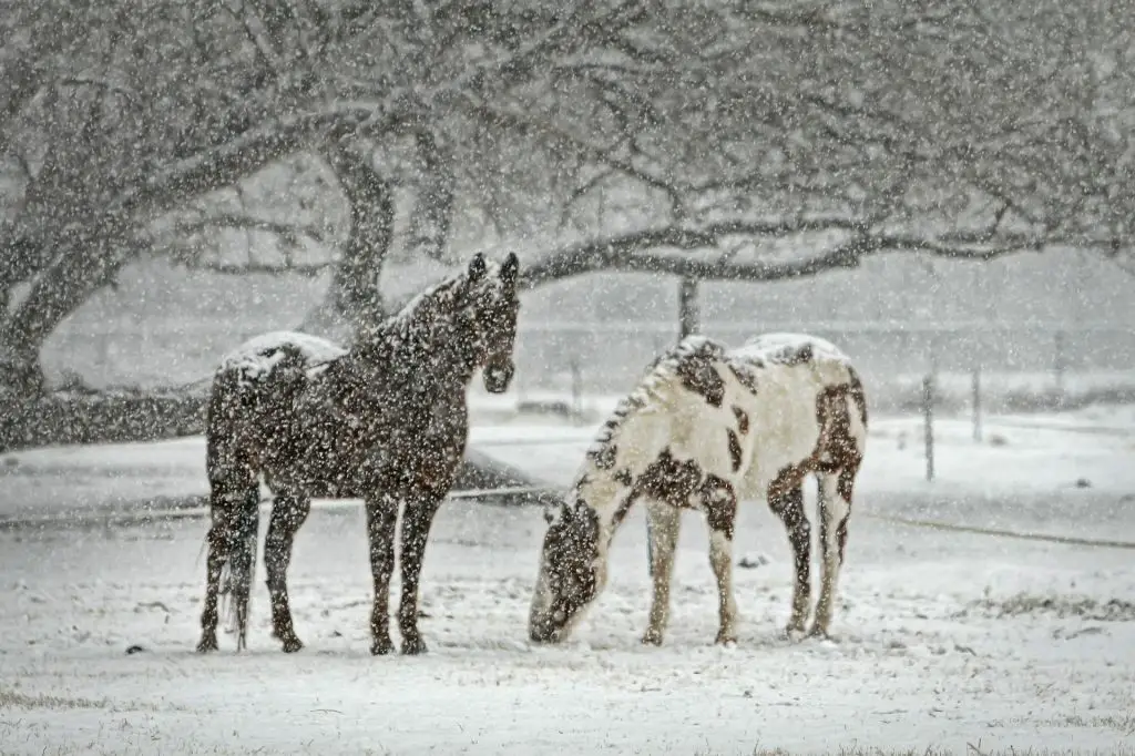 TopTipsIdeaswinterphotography_theviennablog