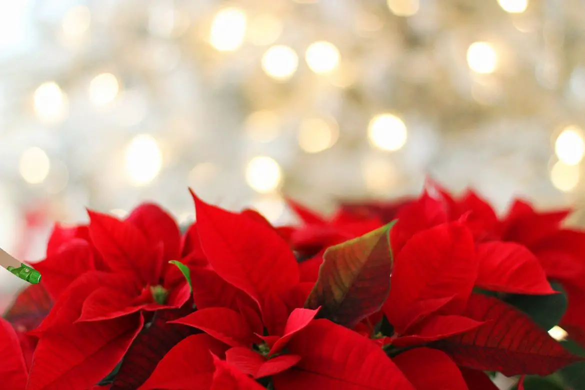 Short Christmas Quotes