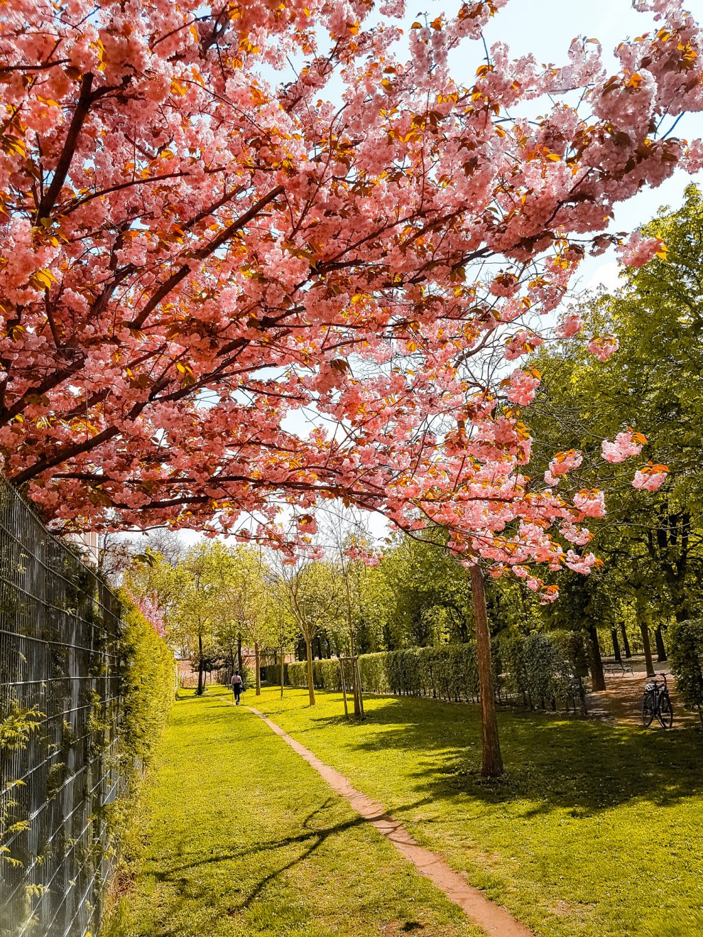 Most beautiful flower and blossoms photos of Vienna, Austria The