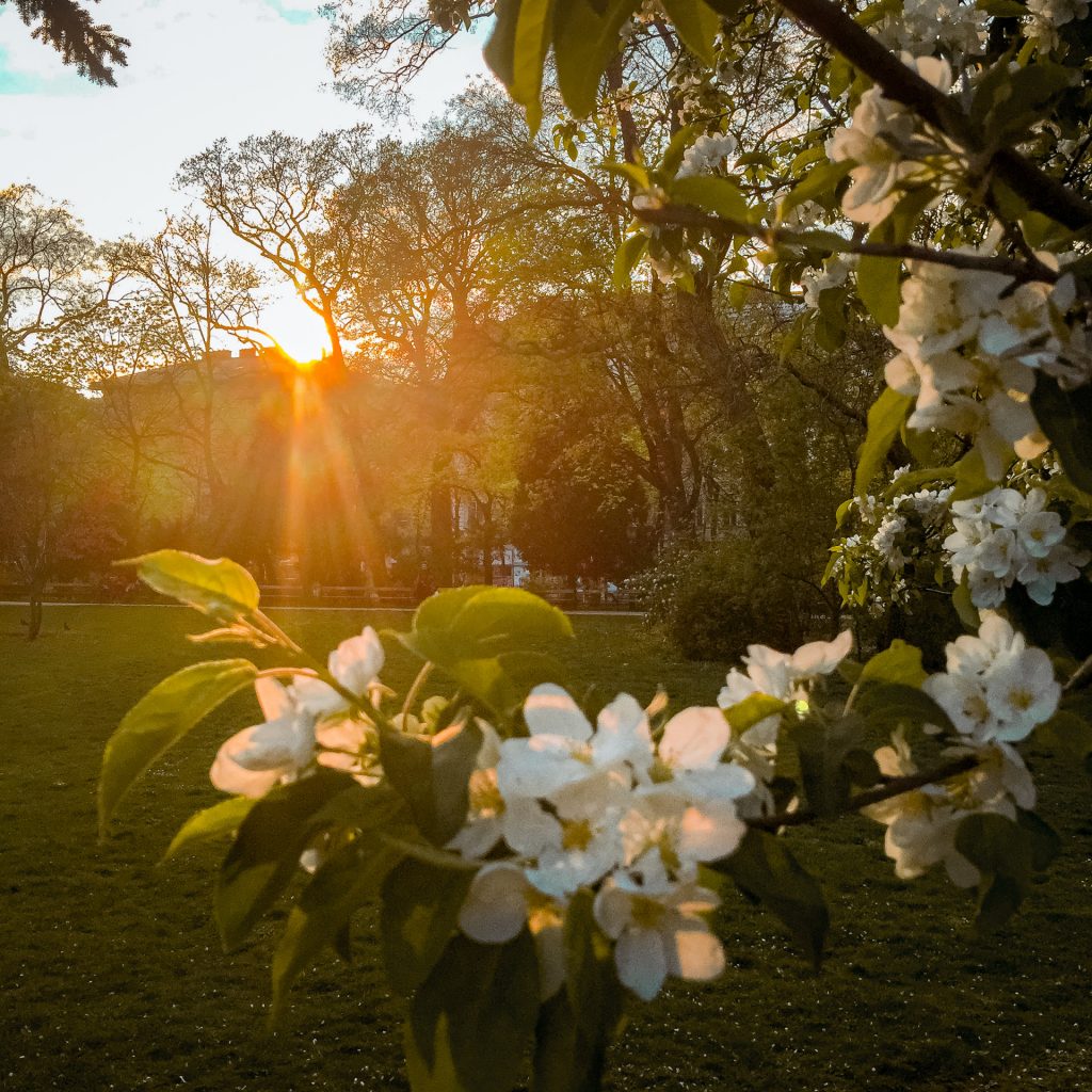 Most beautiful flower and blossoms photos of Vienna, Austria The