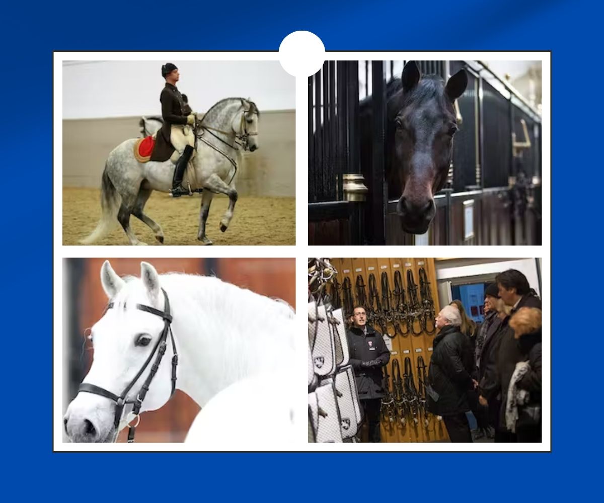 Vienna Spanish Riding School Tickets Which one is the best for you